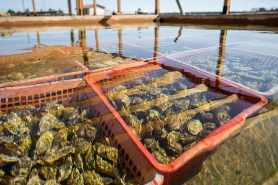 Déguster des produits de la mer en Vendée