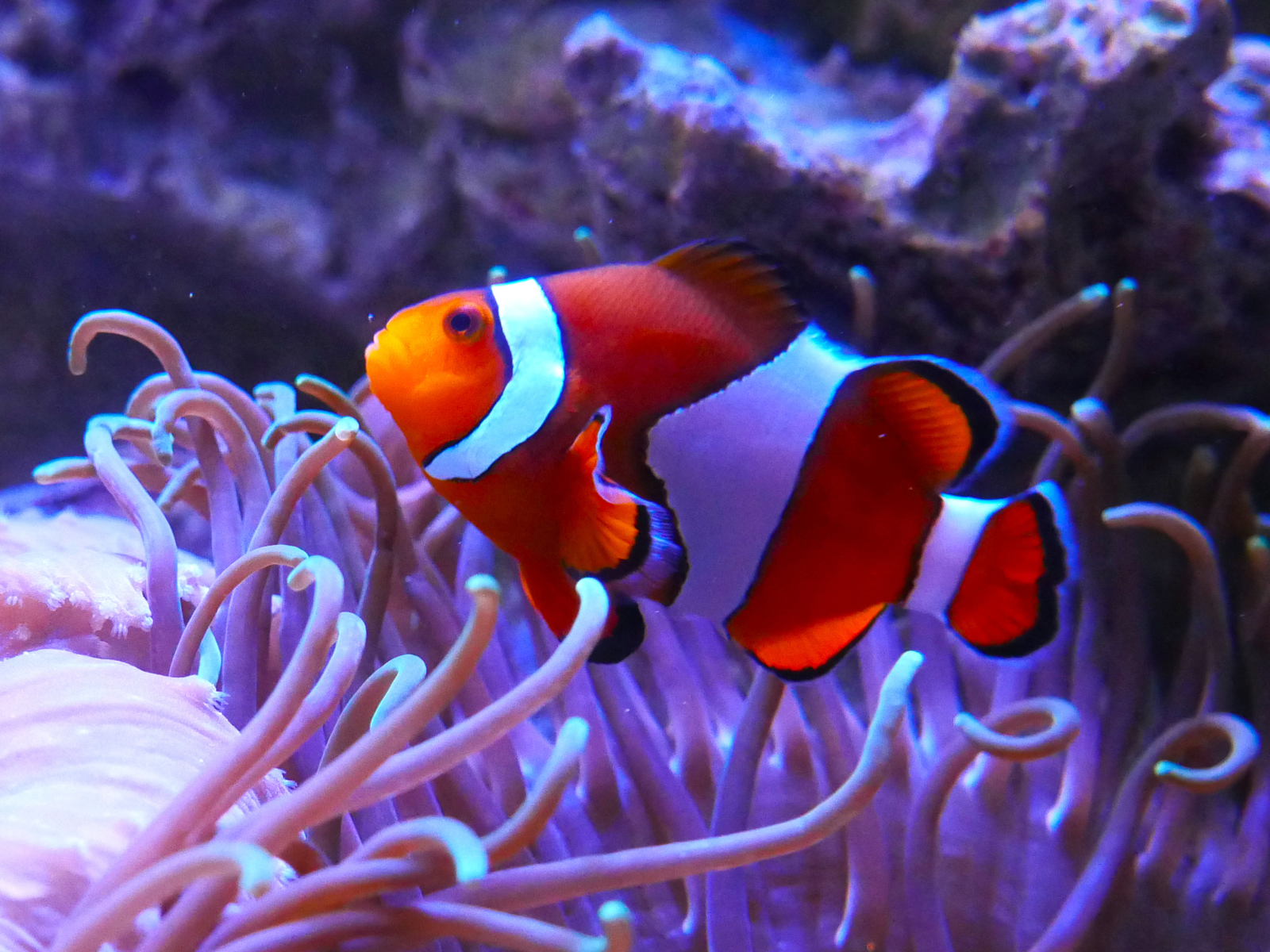 Aquarium de Vendée