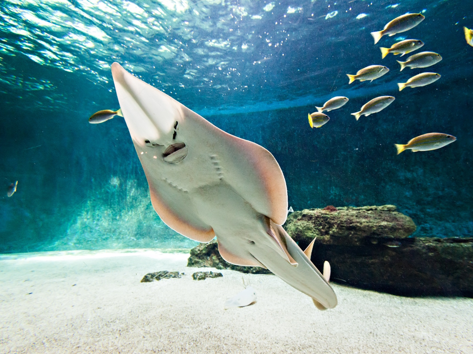 Aquarium de Vendée