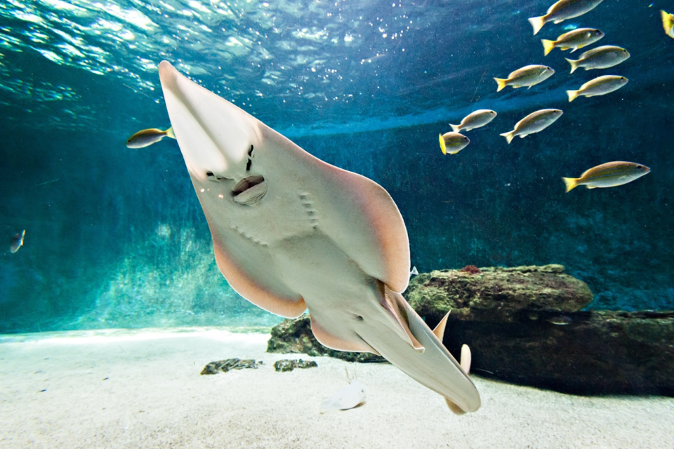 Aquarium de Vendée