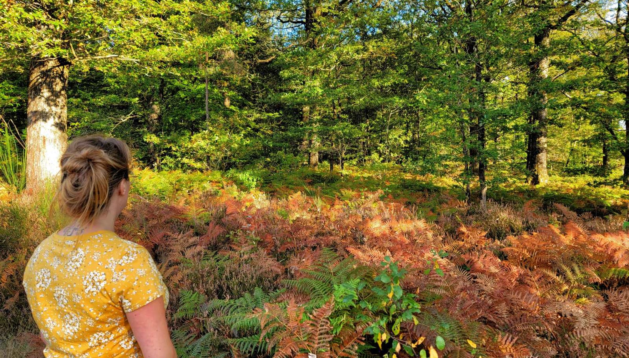 Une journée de balade dans la forêt de Mervent